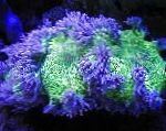 Foto Akvaarium Elegants Korallid, Ime Korall, Catalaphyllia jardinei, purpurne