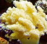 foto Aquarium Colt Paddestoel (Zee Vingers), Alcyonium, geel