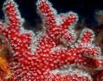 Photo Aquarium Colt Champignons (Doigts De La Mer), Alcyonium, rouge