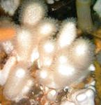 Foto Acuario Setas Pollino (Dedos De Mar), Alcyonium, blanco