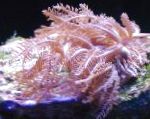 Coral Fluturând-Hand