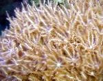 Foto Aquarium Winkenden Hand Korallen clavularia, Anthelia, braun