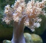 Puu Pehme Korall (Kenya Puu Korall)