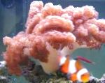fotografija Akvarij Colt Coral, Cladiella, rožnat