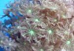 Photo Aquarium Star Polyp, Tube Coral clavularia, Clavularia, green