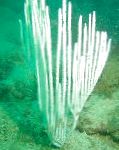 სურათი აკვარიუმი გორგონას მარჯნის პოლიპი ზღვის თაყვანისმცემლებს, Ctenocella, თეთრი