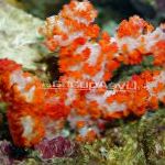 Garoafe Copac Coral