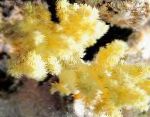 снимка Аквариум Карамфил Дърво Корали, Dendronephthya, жълт
