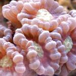Kyndill Kórall (Candycane Coral, Trompet Coral)