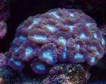 Foto Aquarium Fackel Koralle (Candycane Korallen, Korallen Trompete), Caulastrea, lila
