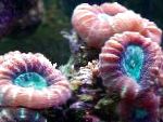 foto Acquario Torcia Coralli (Coral Candycane, Tromba Corallo), Caulastrea, rosso