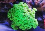 Foto Aquarium Fackel Koralle (Candycane Korallen, Korallen Trompete), Caulastrea, grün