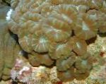 Foto Akvarium Fakkel Koral (Candycane Koral, Trompet Koral), Caulastrea, brun