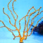 Gorgonia Dedo (Dedo Ventilador De Mar)