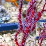 Foto Akvārijs Pirksts Gorgonia (Finger Sea Fan), Diodogorgia nodulifera, sarkans