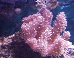 Prst Usnje Koral (Ročno Coral Hudičev)
