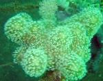 Photo Aquarium Finger Leather Coral (Devil's Hand Coral), Lobophytum, green