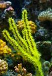 Foto Acuario Menella abanicos de mar, verde