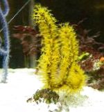 Foto Acuario Menella abanicos de mar, amarillo