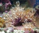 Foto Aquarium Green Star Polyp clavularia, Pachyclavularia, braun