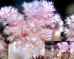Склеронефтія (Полуничні Корали)