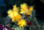 Photo Aquarium Flower Tree Coral  (Broccoli Coral), Scleronephthya, yellow