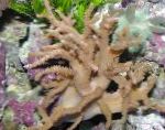 Dedo Sinularia Coral Couro