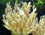 kuva Akvaario Sinularia Sormi Nahka Koralli, keltainen