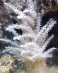 クリスマスツリーの珊瑚（サンゴクラゲ）