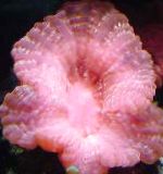 Sova Oko Koral (Gumb Coral)