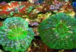 fotografie Akvárium Sova Oko Koral (Tlačidlo Koral), Cynarina lacrymalis, zelená
