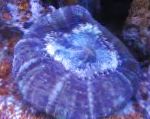 фотографија Акваријум Owl Eye Coral (Button Coral), Cynarina lacrymalis, љубичаста