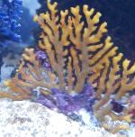 Spets Pinne Korall