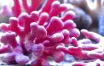 Foto Aquarium Spitzen-Stick Korallen hydroid, Distichopora, pink