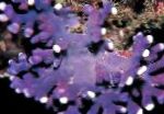 Fil Akvarium Spets Pinne Korall hydroid, Distichopora, lila