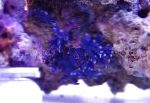 kuva Akvaario Pitsi Stick Koralli hydroid, Distichopora, sininen