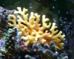 Bilde Akvarium Blonder Stick Korall hydroid, Distichopora, gul