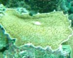 фотографија Акваријум Big Elephant Ear (Elephant Ear Mushroom) гљива, Amplexidiscus fenestrafer, зелена