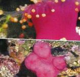 Photo Aquarium Corallimorph Liathróid (Anemone Liathróid Oráiste) beacán, Pseudocorynactis caribbeorum, bándearg