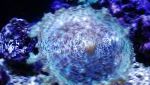 fotografija Akvarij Discosoma Neglecta gob, svetlo modra