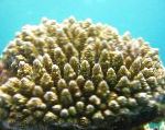 Foto Akvaarium Acropora, pruun
