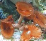 Photo Aquarium Giant Cinnamon Polyp, Palythoa grandis, brown
