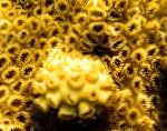 Foto Acuario Blanco Zoanthid Incrustante (Mat Mar Caribe) pólipo, Palythoa caribaeorum, amarillo