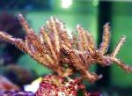 Nuotrauka Akvariumas Pterogorgia jūros gerbėjai, rudas