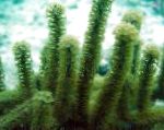 kuva Akvaario Kyhmyinen Sea Rod meriviuhkoja, Eunicea, vihreä