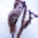 kuva Akvaario Kyhmyinen Sea Rod meriviuhkoja, Eunicea, violetti