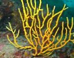 Фото Аквариум Горгония морские перья, Gorgonia, желтый