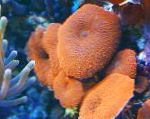 Photo Aquarium Actinodiscus mushroom, red
