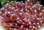 Store Tentacled Plade Koral (Anemone Champignon Coral)