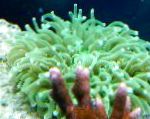 kuva Akvaario Suuren Tentacled Levyn Koralli (Anemone Sieni Koralli), Heliofungia actiniformes, vihreä